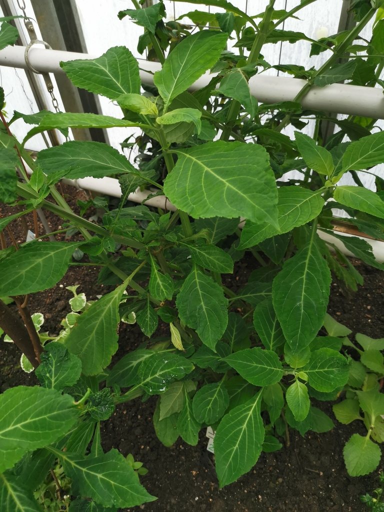 A dense, leafy Salvia divinorum plant with large bright-green leaves growing under glass in a botanical garden greenhouse