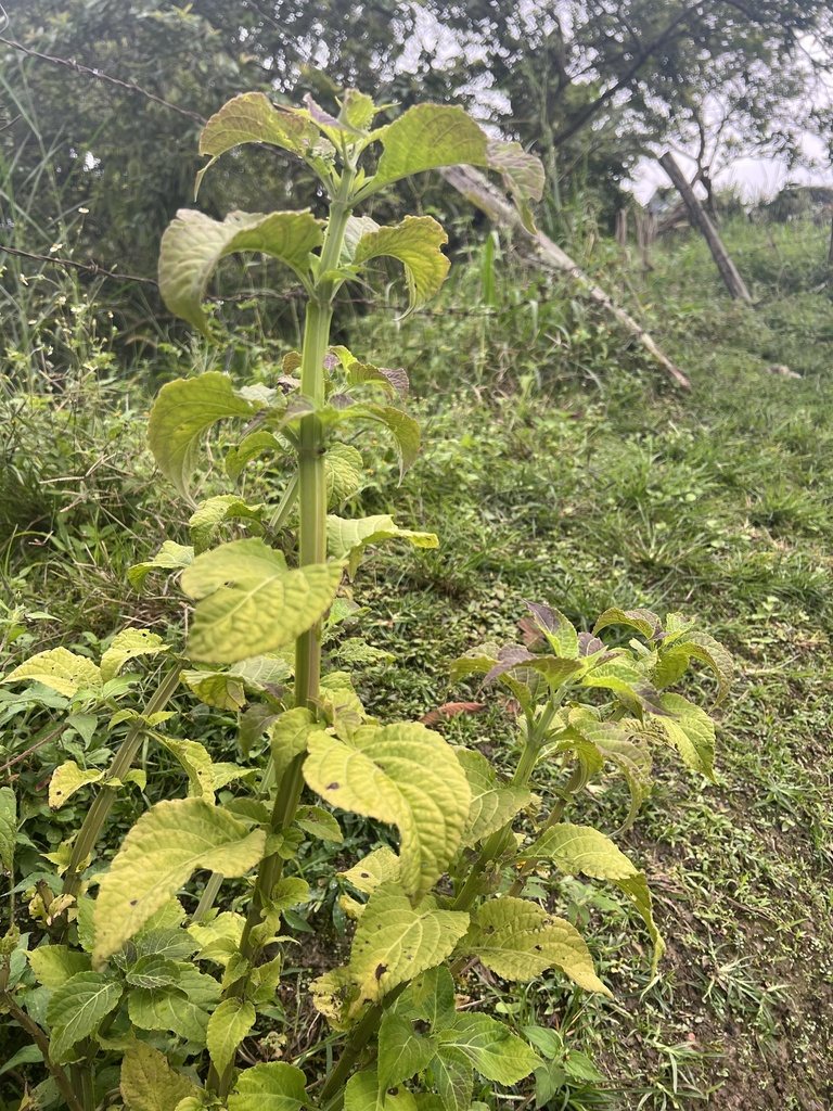 A Salvia divinorum plant growing in an open, sunny garden, with pale yellow-green leaves