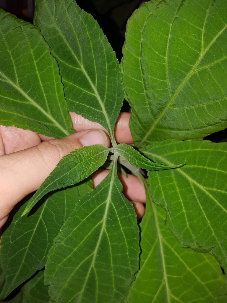 A hand holding up large, soft, toothed green leaves of a potted Salvia divinorum plant indoors