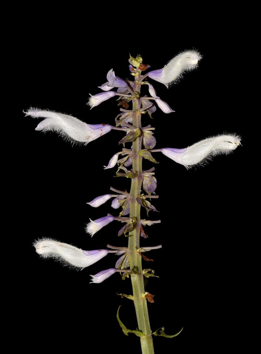 A Salvia divinorum flower spike with white, curved flowers held in violet calyces against a black background