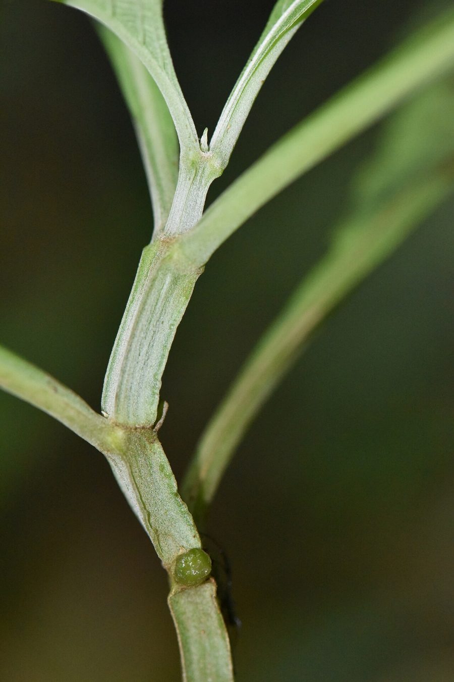 Close-up of a pale green, four-angled Salvia divinorum stem at a node where a pair of leaf stalks branches off