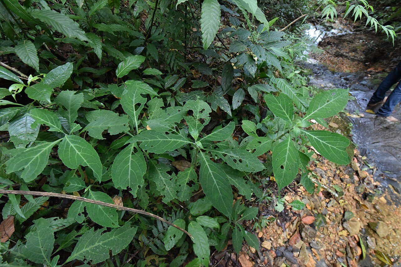 Salvia divinorum plants with large green leaves growing on a rocky stream bank under forest cover