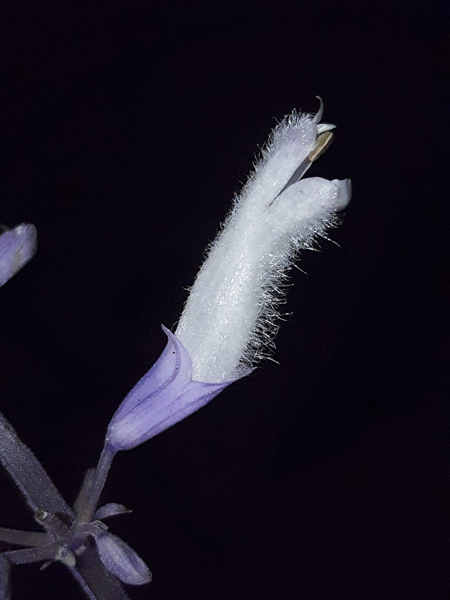 Close-up of a single Salvia divinorum flower: a curved white tube covered in fine hairs, emerging from a violet calyx